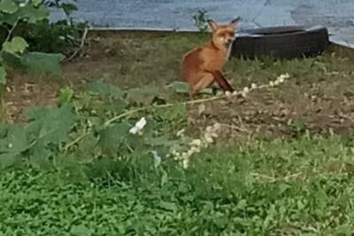 В Рязани во дворе жилого дома снова заметили лису