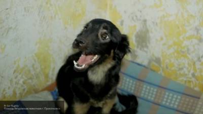 Зоофил был задержан при попытке убить изнасилованную собаку в Красноярске
