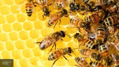 В Союзе пчеловодов России раскрыли секрет выбора хорошего меда