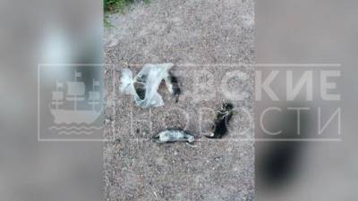 Задушенных котят нашли в парке на Бульваре Красных Зорь