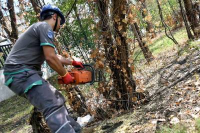 Мэрия Тбилиси займется вырубкой высохших деревьев на территории бывшего ипподрома