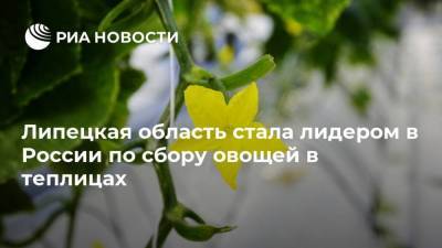 Липецкая область стала лидером в России по сбору овощей в теплицах