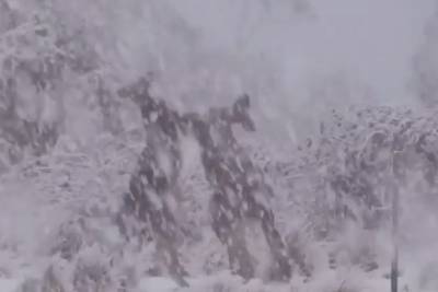 Кенгуру подрались под внезапным снегопадом в Австралии