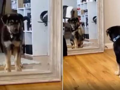 Вежливый щенок поздоровался со своим отражением в зеркале и умилил Сеть