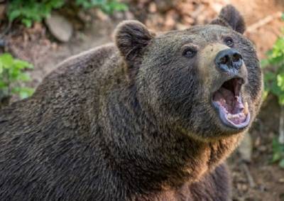 Главное – не бежать: медведи в Якутии несколько километров шли по пятам за подростками