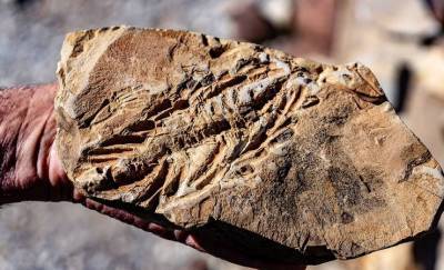 В Китае нашли останки пятиметрового ихтиозавра. Он подавился четырехметровым талаттозавром