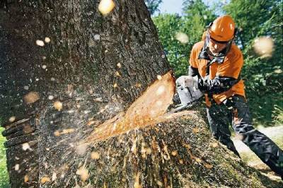 Зачем вырубают деревья возле ярцевского ДК в Смоленской области