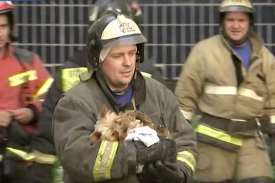 В Ярославле из поврежденного взрывом газа дома, спасатели эвакуировали 150 домашних животных