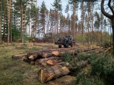 Северный лес в Воронеже станет лиственным?