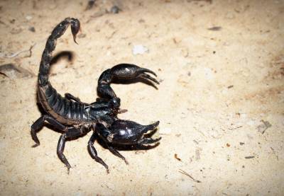 В Казани женщину укусил скорпион, спрятавшийся в винограде