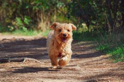 Эксперты объяснили, почему собаки любят облаивать прохожих - Cursorinfo: главные новости Израиля