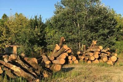 Житель Адыгеи незаконно вырубил деревья на 4 млн рублей