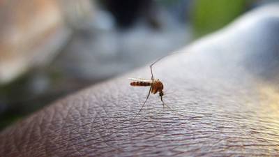 В Большой Ялте нашли смертельно опасных комаров