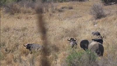 Схватку стада слонов с буйволом-меланхоликом сняли на видео
