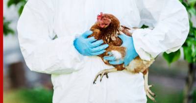 В Омской области обнаружена вспышка птичьего гриппа