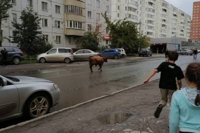 Новосибирцев развеселили гуляющие по проезжей части корова и теленок