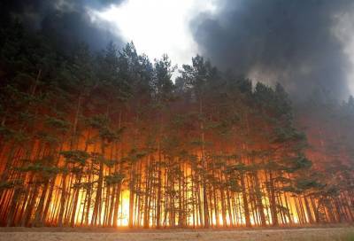 В России за сутки ликвидировали 39 лесных пожаров