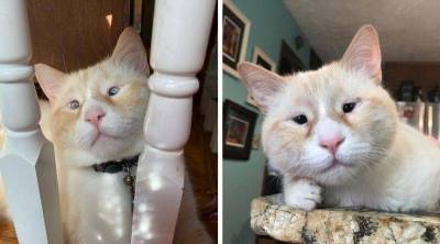Эмоциональный кот с крошечными глазами – новая звезда социальных сетей