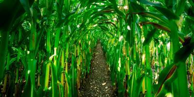 Фермеры оставили грубое послание для коронавируса на кукурузном поле