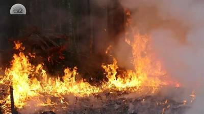 Площадь лесных пожаров в двух регионах Сибири увеличилась за неделю в три раза