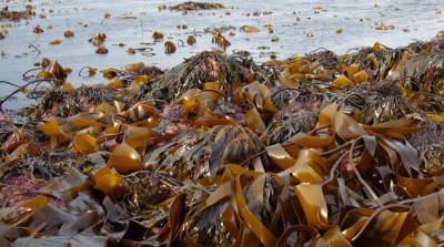В Аниве начали сушить морскую капусту в промышленных объемах