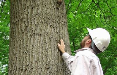 Дендрологи из Москвы лечат вековые деревья в Смоленской области