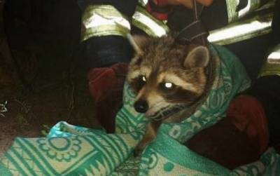 В Днепропетровской области украинские пожарные спасли енота