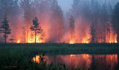 Гидрометцентр заявил об угрозе лесных пожаров в более десяти регионах РФ