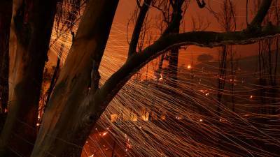 Из-за лесного пожара близ Анапы эвакуировали около 350 туристов