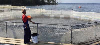Карельские рыбные заводы не останавливают работу даже в кризис
