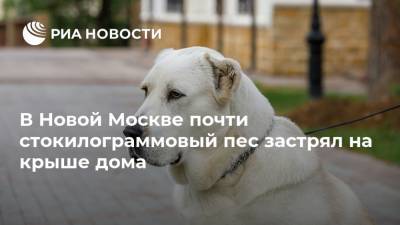В Новой Москве почти стокилограммовый пес застрял на крыше дома