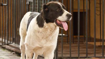 Собака весом около 100 кг застряла на крыше частного дома в Новой Москве