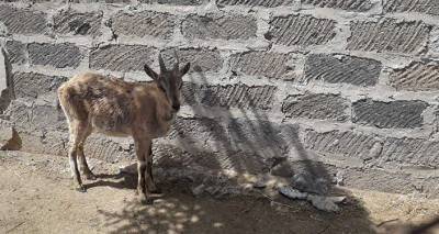 В Хосровском лесу Армении размножаются безоаровые козлы – министр выложил фото