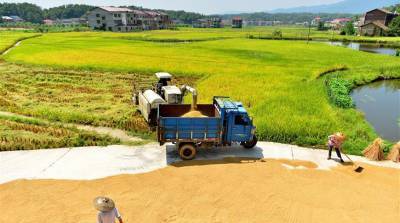 ФОТОФАКТ: Уборка урожая риса в китайской провинции Хунань
