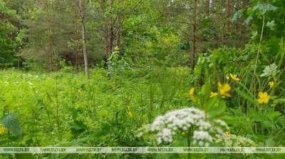 Запреты и ограничения на посещение лесов действуют в шести районах Беларуси