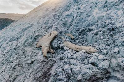 На Ямале рабочие нефтегазового месторождения нашли останки мамонта