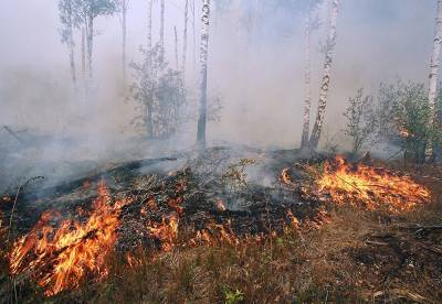 Страшный пожар уничтожил реликтовые деревья в заповеднике "Утриш"