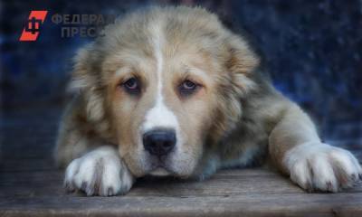 В Новой Москве на крыше дома застрял стокилограммовый пес