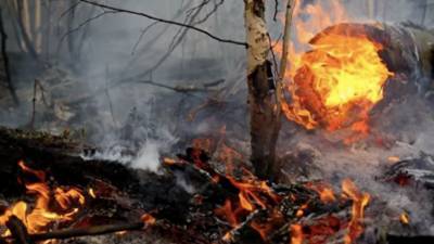 Под Анапой эвакуируют туристов из-за лесного пожара в районе Утриша