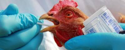 Из-за птичьего гриппа в Омской области введут запрет на осеннюю охоту