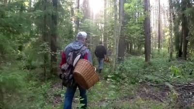 В Ленинградской области в самом разгаре грибной сезон