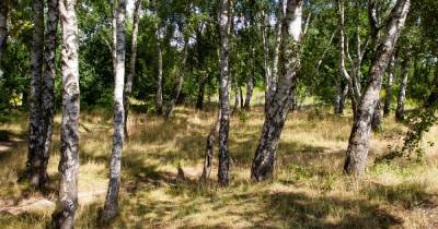 "Бумбёжка", старинное кладбище и дубрава: три зелёные зоны, которые калининградцы спасли от застройки
