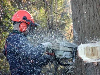 В Башкирии проверят законность вырубки деревьев на Куштау