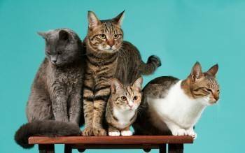 Четыре кошки прожили в запертой квартире два года