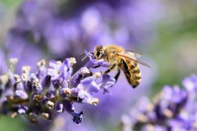 В Рязанском районе установили причину массовой гибели пчёл