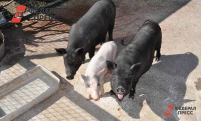 Поголовье свиней в Приморском крае выросло на 70 процентов