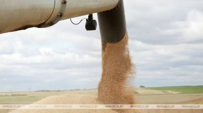 Хозяйства Гомельской области выполнили госзаказ по сдаче зерна на 91%