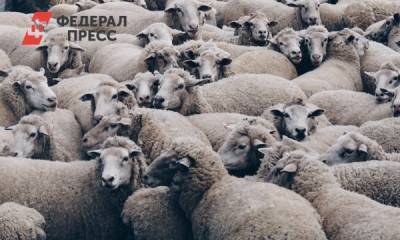 С Алтая в Приморье привезли 200 овец эдильбаевской породы