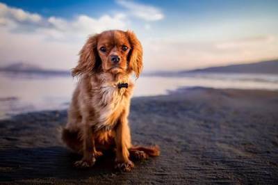 В Сочи произошла драка сотрудников пляжа с незнакомцем из-за собаки