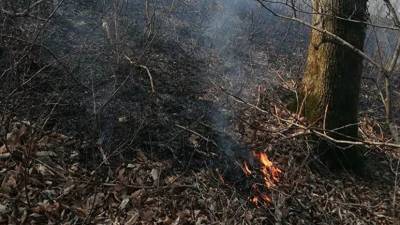 По факту лесных пожаров в Анапе возбуждено дело
